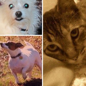 Meet your Posher, Peggy